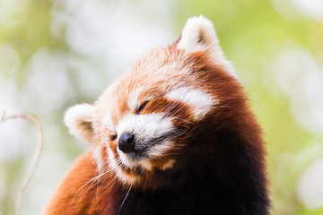 Obraz premium A Red Panda tilts its head to one side after yawning high up in a tree in East Anglia (England) during the spring of 2019.