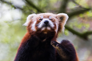 Obraz premium A Red Panda sits on a branch of a tree as it scratches itself during the spring of 2019 in England.