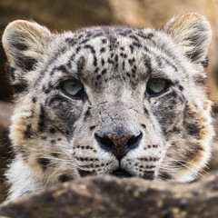Square crop head shot of a Snow Leopard as it watches on from a high vantage point in rocks in England.  Seen in the spring of 2019.