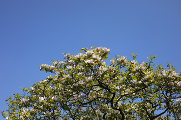 View of Top Flowering Branches of Magnolia Tree Against a Clear Blue Sky on Sunny Day. Background with Copy Space. Springtime.