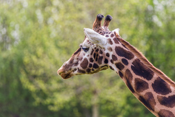 Giraffe captured in the spring time of 2019 (in England) against a sea of green foilage in the background.