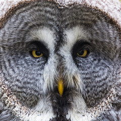 Square crop of a Great Eagle Owl as it faces the camera, surrounded by its circular face.  Captured in Norfolk during the spring of 2019.