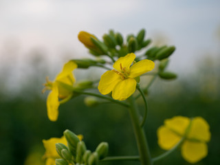 Obraz premium Yellow flowers of rapeseed closeup. 
