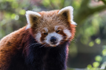 A Red Panda slowly opens its eyes as it wakes from a snooze in the sunshine in England during April 2019.