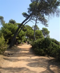 Fototapeta premium Bord de mer, iIe Sainte-Marguerite en France