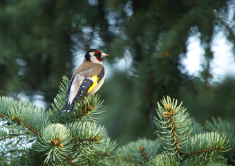 European goldfinch (Carduelis carduelis) sitting on the branch of fir tree