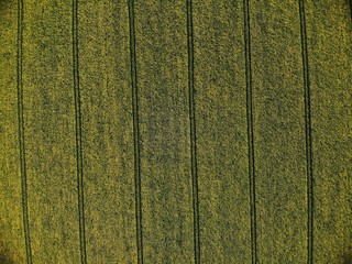 Drone View of Yellow Rape Seed Fields