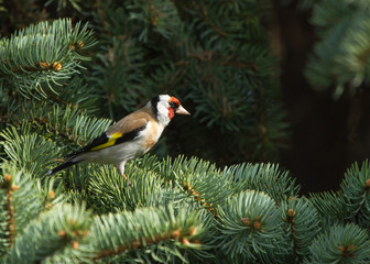 European goldfinch (Carduelis carduelis) sitting on the branch of fir tree