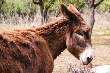 Fototapeta premium DONKEY IN THE FIELD
