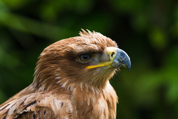 A Harris Hawk fills the frame as it sits on a perch against a sea of green bokeh during the spring of 2019 in England.