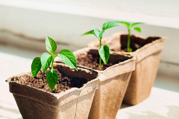 Pepper sprouts in pots on the windowsill, selective focus.