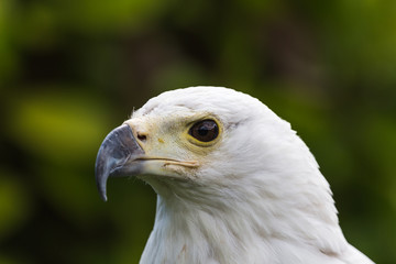 Head shot of an African Fish Eagle fills the frame in the spring of 2019 in England.
