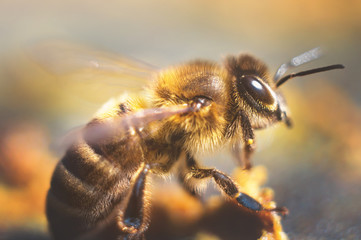 A large yellow bee collects spring nectar from blooming flowers. Insect in the wild close up. Macrophotography