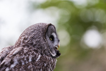 A Great Grey Owl gazes out of the frame during the spring of 2019 in England.
