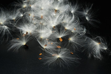 Milkweed plant. Flying seed on a black surface. Dissemination of information concept. Reproduction concept.