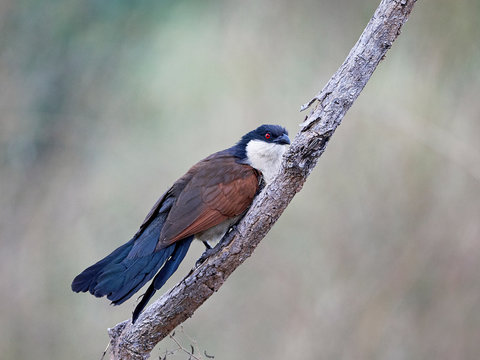 Senegal coucal (Centropus senegalensis)