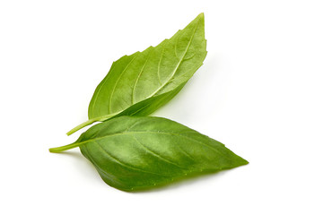 Sweet Basil leaves, fresh spices, close-up, isolated on white background
