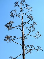 Agave
