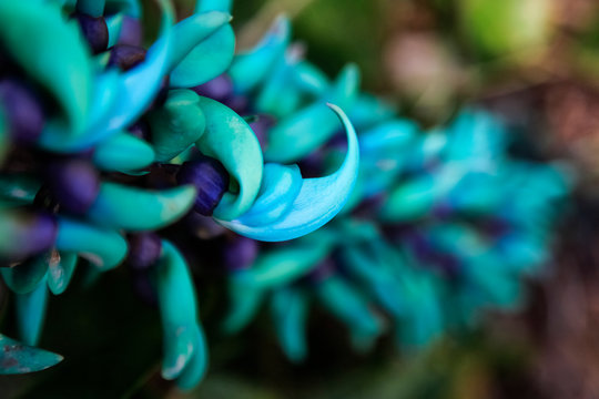 Blue Jade Plant With Purple Flowers; Hawaii, United States Of America
