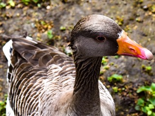 duck