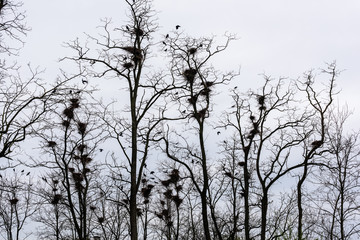 Fototapeta na wymiar Colony of European Jackdaw Birds. A colony of jackdaw nesting high up in bare treetops against a dark cloudy sky.