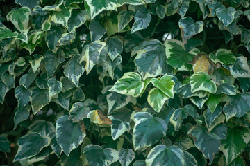 Fototapeta premium Close up shot of plants forming pattern