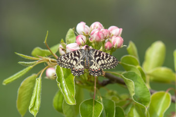 Fototapeta premium Papilionidae / Güneyli Fisto / / Zerynthia polyxena