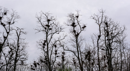 Colony of European Jackdaw Birds. A colony of jackdaw nesting high up in bare treetops against a dark cloudy sky.