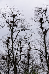 Colony of European Jackdaw Birds. A colony of jackdaw nesting high up in bare treetops against a dark cloudy sky.