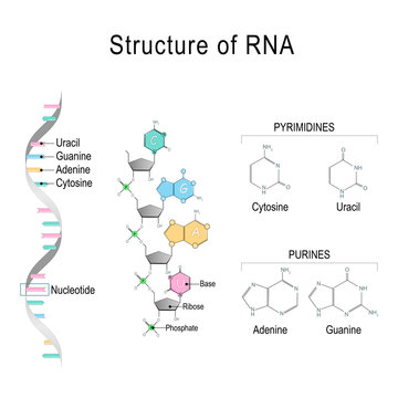 RNA. structural formula of adenine, cytosine, guanine and uracil.