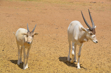  addax (Addax nasomaculatus), also known as the white antelope and the screwhorn antelope, is an...