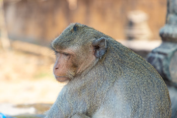 Macaque Monkey at Angkor Wat Temple in Cambodia