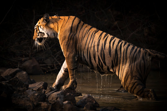 A Bengal Tigress (Panthera Tigris Tigris) Climbs Out Of A Water Hole Shrouded In Dark Shadows. Her Name Is Maya 'the Enchantress', And She Has Orange And Black Stripes With White Patches On Her Head, Tadoba Andhari Tiger Reserve; Chandrapur, Maharashtra, India