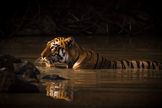 A Bengal Tiger (Panthera Tigris Tigris) In The Sunlight In A Water Hole Shrouded In Dark Shadows; Chandrapur, Maharashtra, India