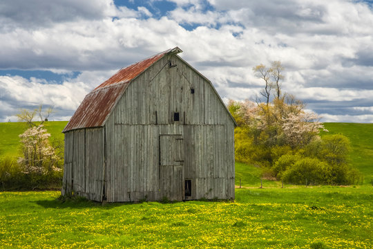 Old Barn And Spring Indian Pear Blossoms, Gypsum Mines; Nova Scotia, Canada