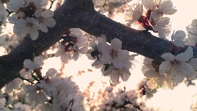 The male bee collects honey on the flowers of the tree. The bee crawls on white flowers of a tree.