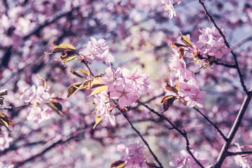 Image of Soft focus Cherry Blossom or Sakura flowers on nature background