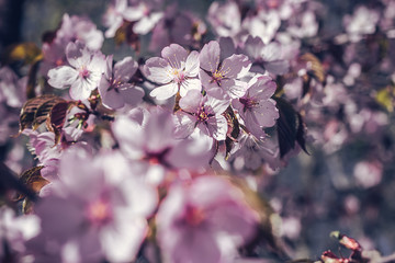 Image of Soft focus Cherry Blossom or Sakura flowers on nature background