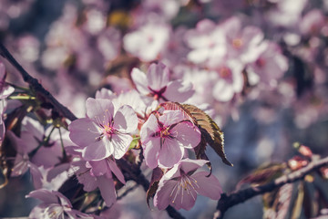Image of Soft focus Cherry Blossom or Sakura flowers on nature background