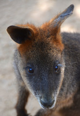 wallaby is any animal belonging to the family Macropodidae that is smaller than a kangaroo and...