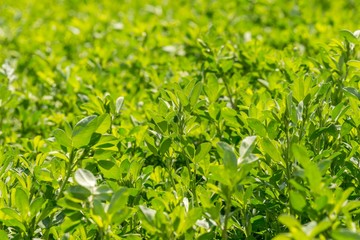 garden green grass field plants