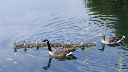 Geese family swimming. A greylag goose and a canada goose have mated and got goslings (hybridisation)