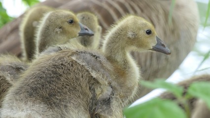   greylag goose x canada goose  gosling