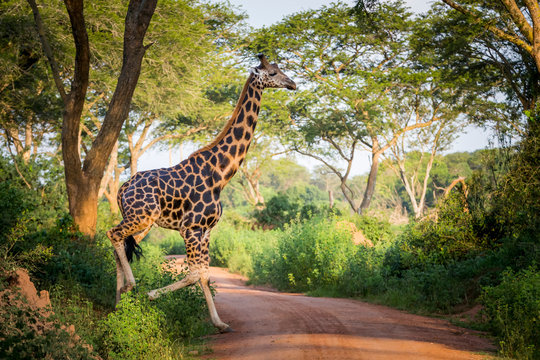A Giraffe (Giraffa) Crossing A Road, Murchison Falls National Park; Uganda
