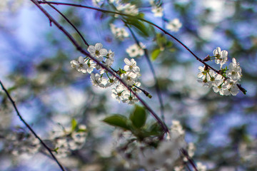 Branches of a blossoming cherry on blue sky background. Spring comes, trees bloom. White flowers on tree. The first warm days after winter. Warm weather