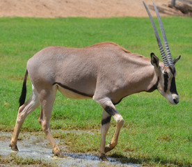 Gemsbock or gemsbuck (Oryx gazella) 