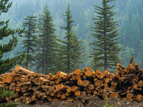 A pile of cut logs and a forest on a mountainside in the background; Riondel, British Columbia, Canada