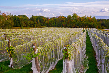 Vineyard with rows of Frontenac Gris grapes growing and draped in a protective cloth; Shefford, Quebec, Canada