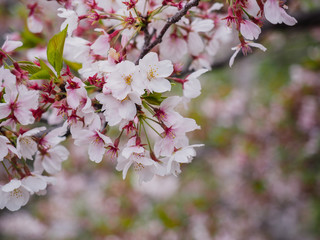 The full blooming cherry blossom in the park.