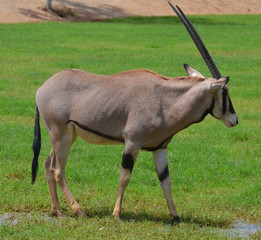 Gemsbock or gemsbuck (Oryx gazella) 